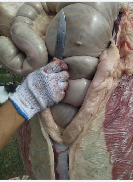 Қасапшы, Резчик!