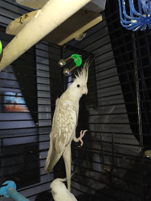 Корелла безщекая