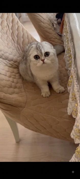 Кот на вязку серебро шиншилла