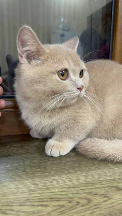 Кошка (дата рождения 25.08.25)