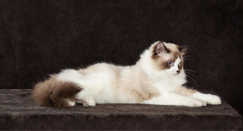 регдолл котик от шикарных родителей