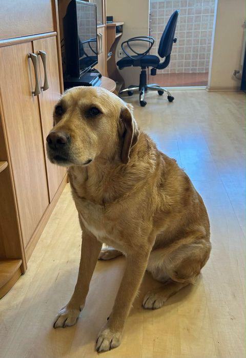 Подарявам женски лабрадор