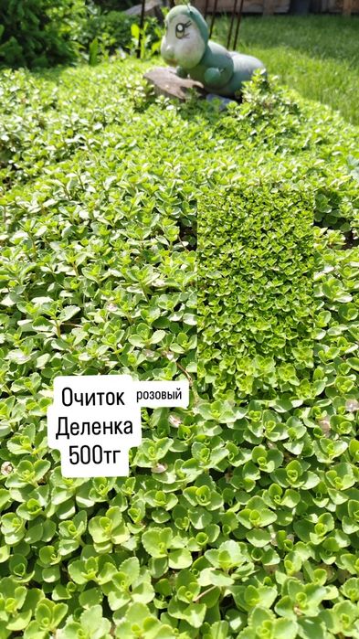 Цветы и растения для сада