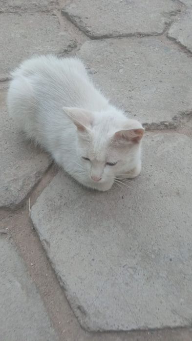 Отдам котят в хорошие руки