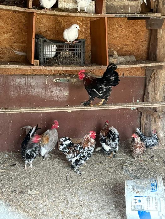 Vând sau schimb cu porumbei