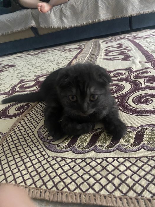 Кошка шотландиски