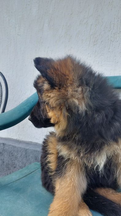 Pui Ciobănesc german- talie mare , păr lung