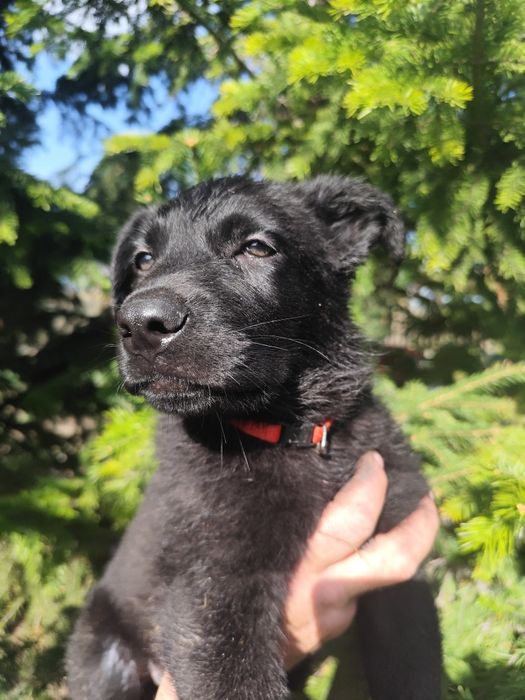 Породные Щенки ВЕО