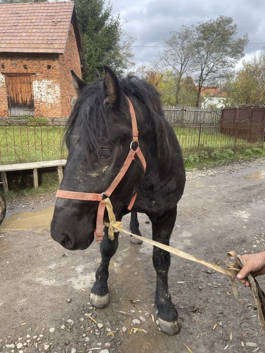 Mânz de vanzare-bine ingrijit