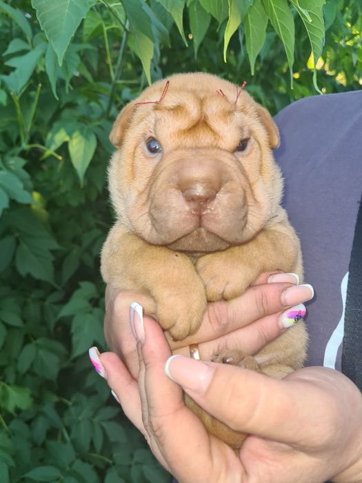 Продам щенков шарпея