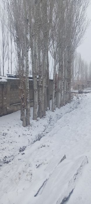 Теракт орзан нархларда сотлади