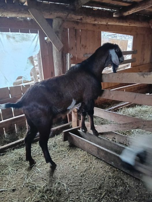 Vând capre de ținut