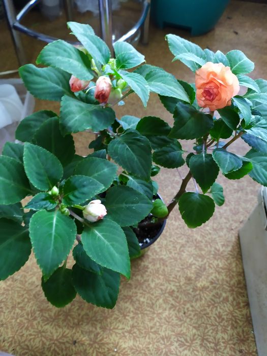 Бальзамин махровый ххороий подарок на 8 марта