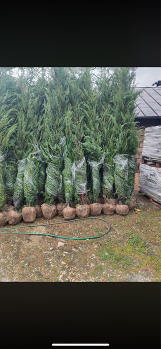 Leylandii Cupressus - Tu alegi Dimensiunea