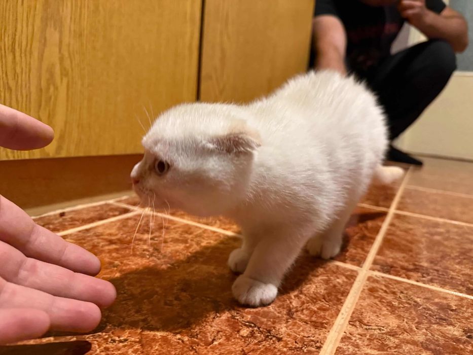 Шотландско клепоухо коте