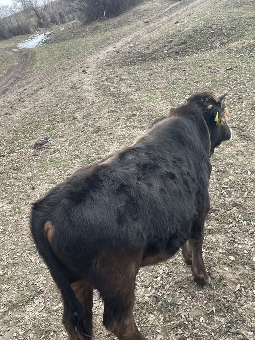 бұқа тайынша сатылады