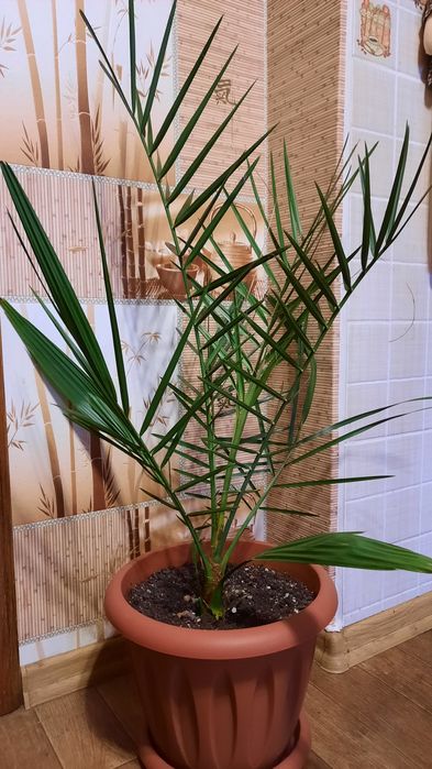 Продам пальму финиковую