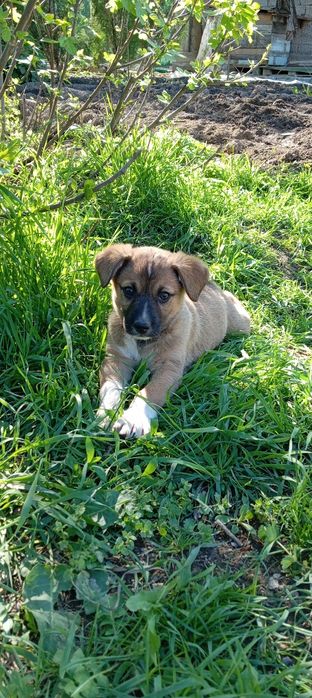 Щенки 2 месячные. Kuchukchalar