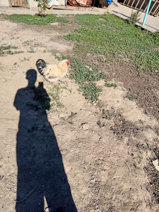 Кури в харошшем сатаяне