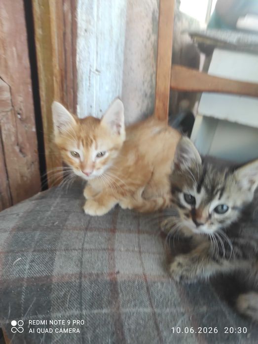 Котята в добрые руки