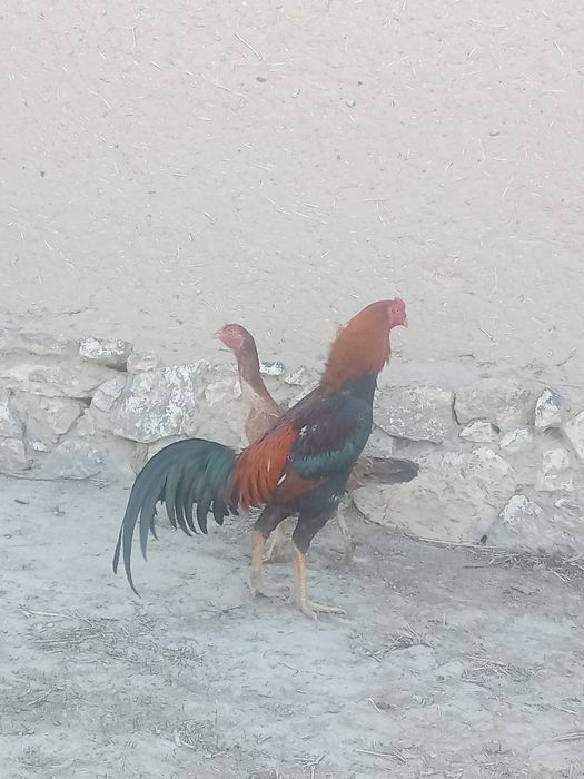 Дакен қораз сатылады