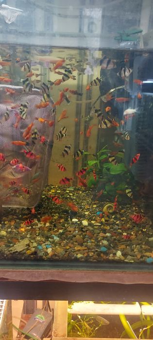 Скалярии вуаль. Растения рыбки..