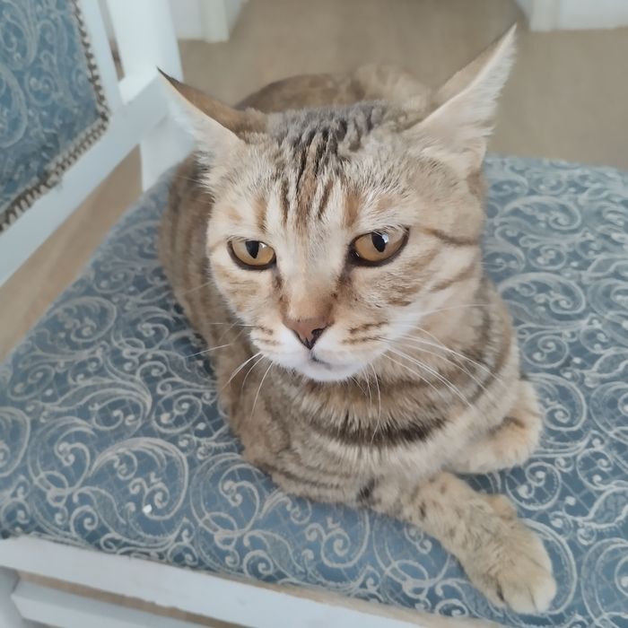 Взрослая кошка мышеловка