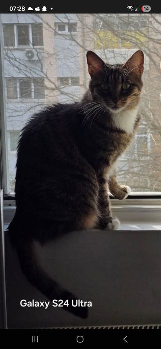 URGENT, Pisică adultă, 8 ani, sterilizată (Craiova)