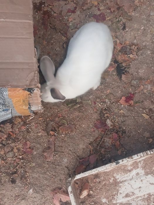 Куёнлар сотилади суйибхам бериш хизмати бор