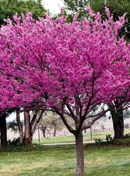 Розы (корни) разных сортов