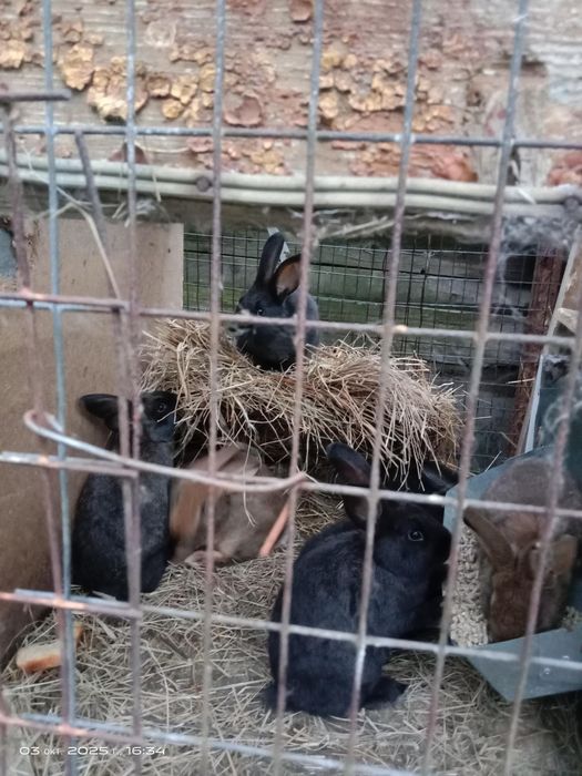 Продам кроликов возраст разный