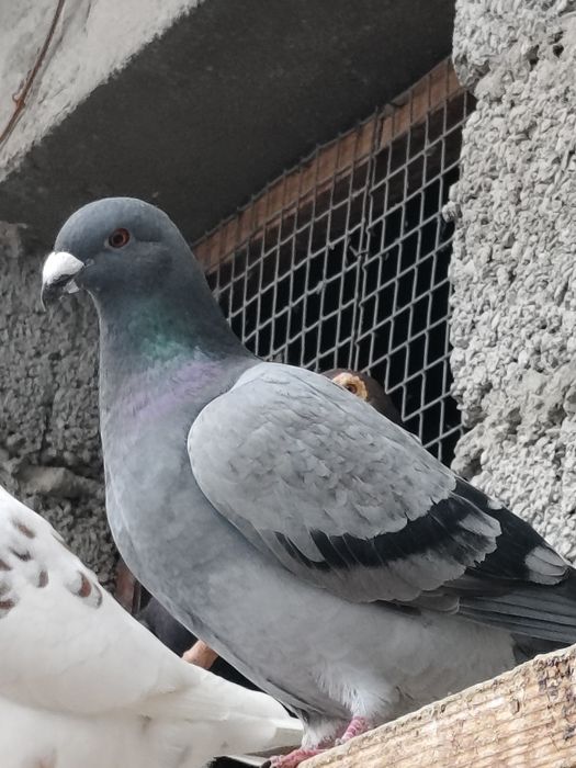 Голубь почтар сизый продам