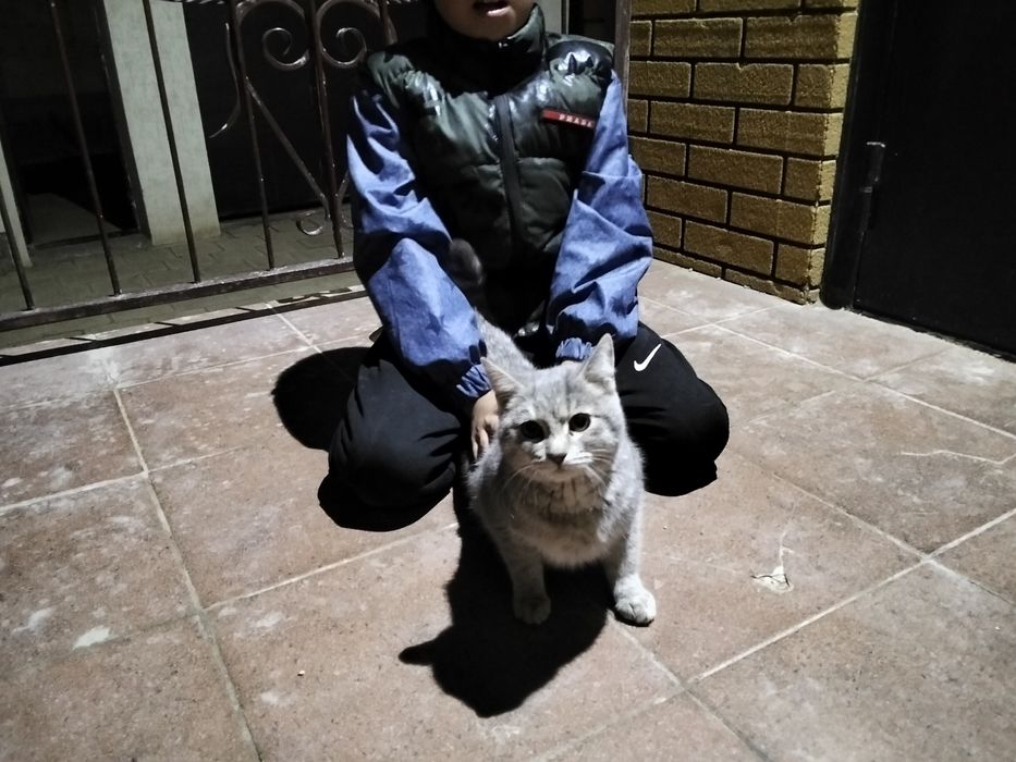 Оте акылды мысык