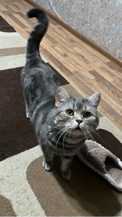 Вязка мраморный кот