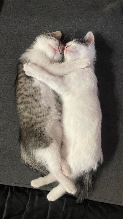 Отдам котят в добрые руки