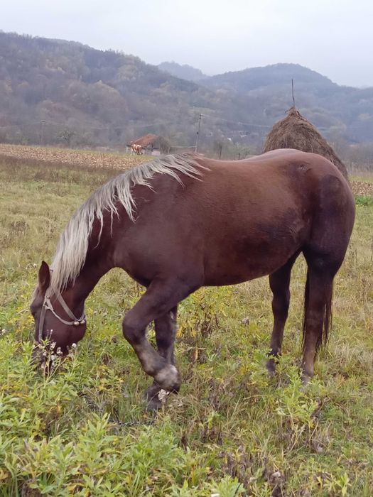 Manza de 2 ani jumate. Sau schimb cu vaca buna cu lapte.