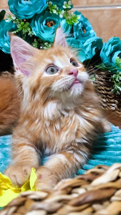 Мейн-кун- КРАСНЫЙ "ЛЕВ"- котята !