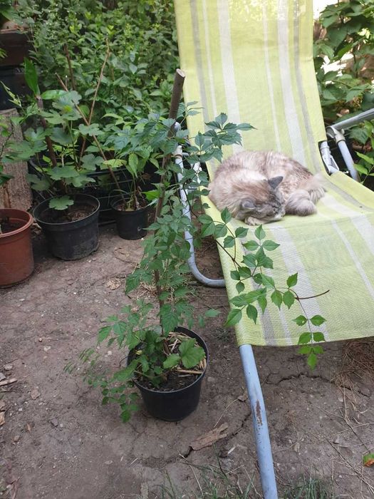 Vand plante si puieti la ghiveci.