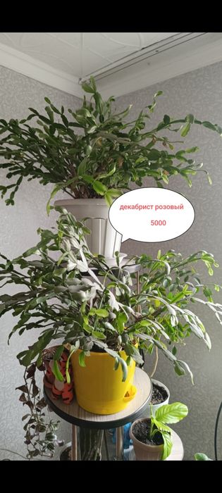 Цветы не дорого продам