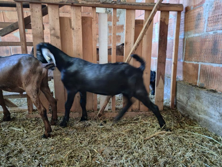 De vinzare țapi Anglo Nubian cu pedigree