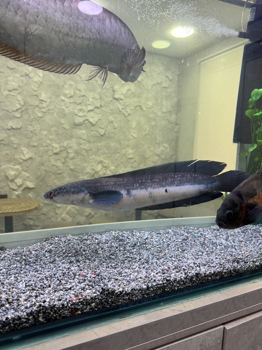 Продаеться рыбы цена договорная