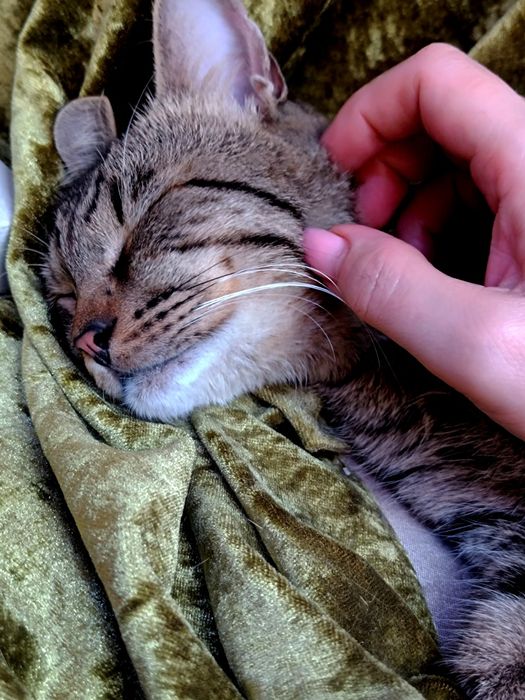 Кот - компаньён ищет дом!