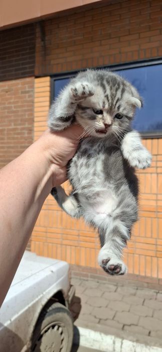 Скоттиш Фолды.  Девочка и Мальчик