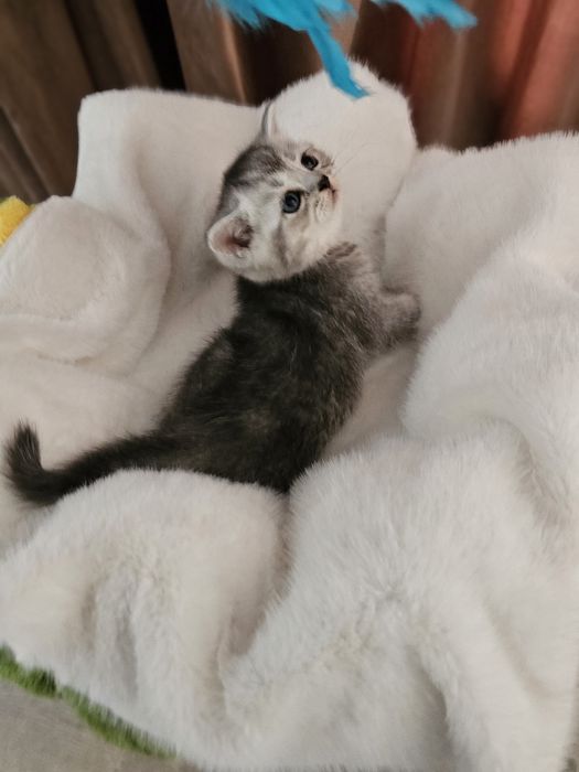 Британские малыши котята