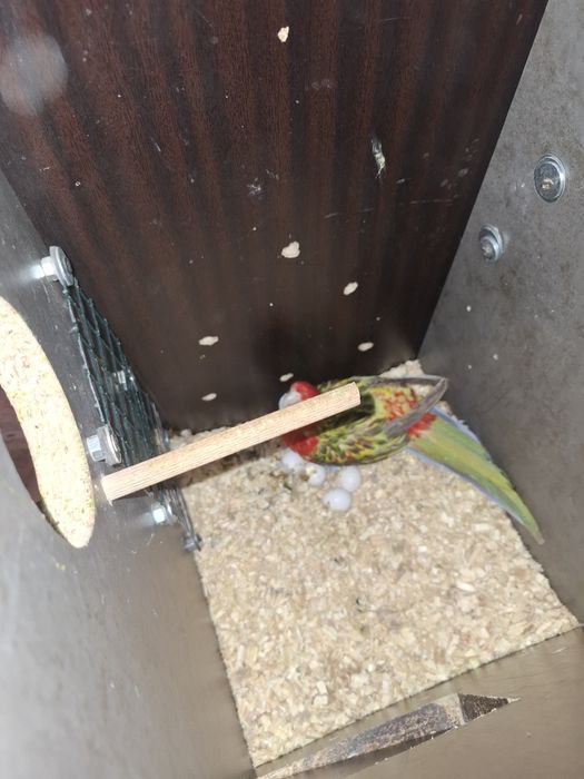 Pagalii mai multe specii