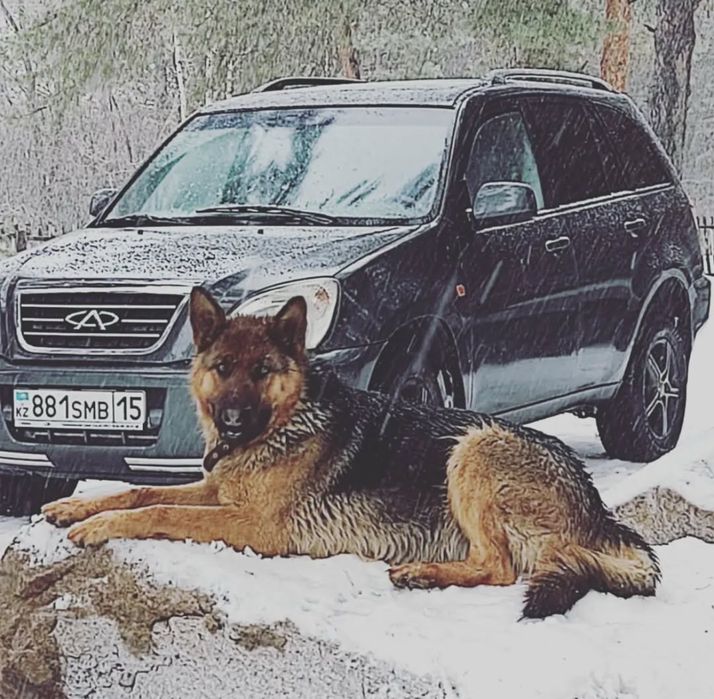 Продам щенков немецкой овчарки