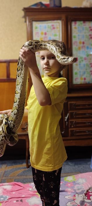 Тигровые питоны в год змеи