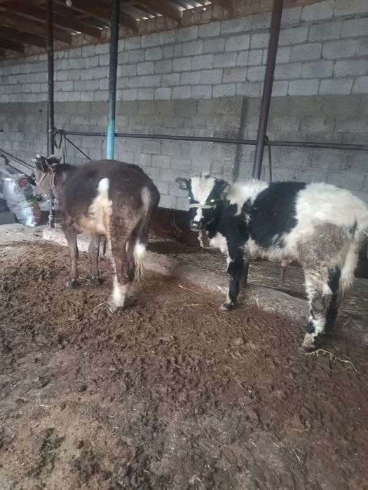 Бузаулар сатылады