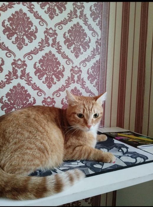 Отдам кота хорошие руки