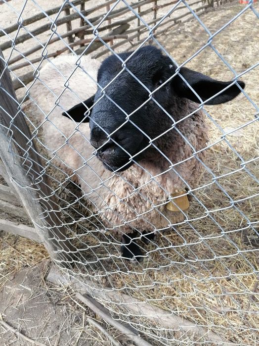 Vând un berbec și o oaie sufolck